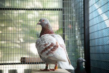 red choco feather of speed racing pigeon in home loft