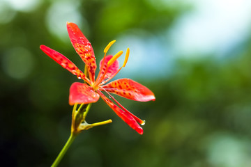Beautiful Flower Yellow and Orange mix color with Rain Drops