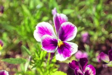 Beautiful natural background with bright pansies