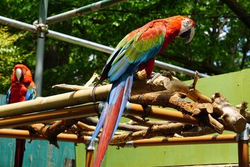 ベニコンゴウインコ