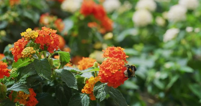 Slow motion close up of a bumble bee on a flower in a plant shop greenhouse in a sunny day.