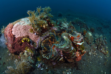 Amazing underwater world - big hard, soft corals. Blue clear sea water. Underwater background. Tropical seas. 