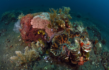 Amazing underwater world - big hard, soft corals. Blue clear sea water. Underwater background. Tropical seas. 