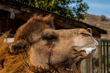 herd of camels grazing in their stables