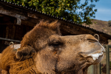 herd of camels grazing in their stables