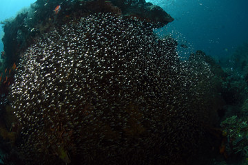 A big school of small glass fish. Underwater world, wide angle photography. Tulamben, Bali, Indonesia.