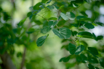 Green leaves are in the green area in the rainy season. Abundant natural concepts