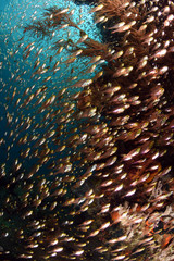 A big school of small glass fish. Underwater world, wide angle photography. Tulamben, Bali, Indonesia.