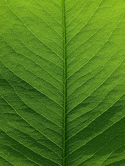 green leaf texture ( Golden shower, Indian laburnum, Pudding-pine tree, Purging Cassia )