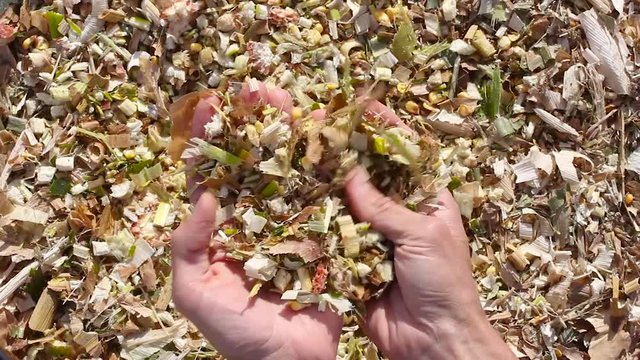 farmer hands picks up corn silage and checks quality, close-up, autumn or summer farm work, preparation fodder for livestock or testing biomass for use as biofuel 