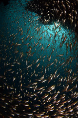 Fototapeta na wymiar A big school of small glass fish. Underwater world, wide angle photography. Tulamben, Bali, Indonesia.