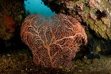 Obraz premium Big red hard coral in a cave. Wide angle underwater photography. Tulamben, Bali, Indonesia. 
