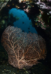 Naklejka na ściany i meble Big red hard coral in a cave. Wide angle underwater photography. Tulamben, Bali, Indonesia. 