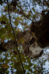 Tree in the forest