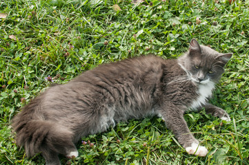 Naklejka na ściany i meble Grey young female cat resting on fresh green grass meadow closeup
