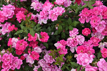 Obraz premium Pink rose bush in garden along canal of Plaza de Espana Seville Spain