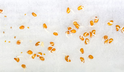 Fresh healthy seed sprouts, healthy and clean eating concept, background