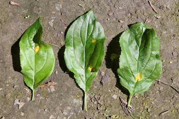 Aecia of Barley crown rust (Puccinia coronata) on green leaves of Rhamnus cathartica or Purging buckthorn, May, Belarus
