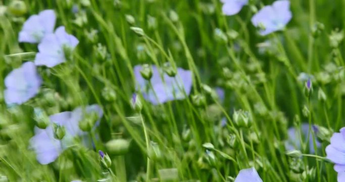 beautiful view of a field of flax in bloom