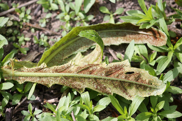 Telia and uredinia of Creeping Thistle Rust (Puccinia punctiformis) on green leaves of Cirsium arvense or Creeping thistle, May, Belarus