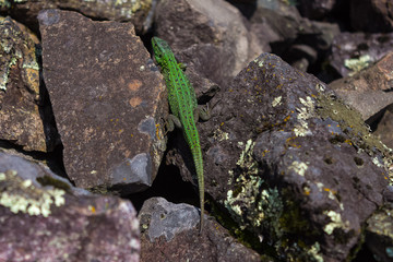 A green lizard crawls over dark stones in search of a runner