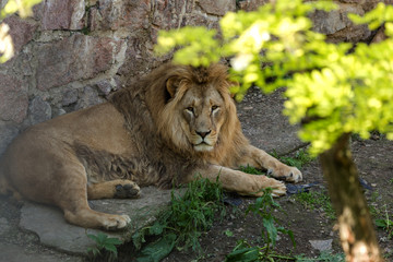 Naklejka na ściany i meble Big African lion lies in the zoo aviary. Lion sunbathing and posing for the audience at the zoo