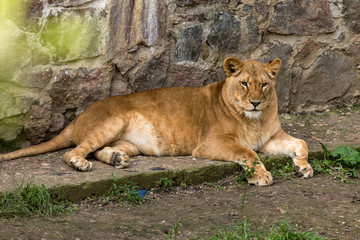 Fototapeta na wymiar Big African lion lies in the zoo aviary. Lion sunbathing and posing for the audience at the zoo