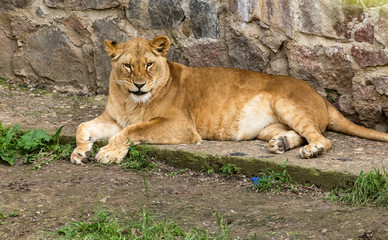 Fototapeta na wymiar Big African lion lies in the zoo aviary. Lion sunbathing and posing for the audience at the zoo