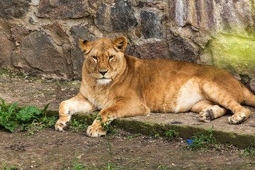 Big African lion lies in the zoo aviary. Lion sunbathing and posing for the audience at the zoo