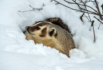 Badger emerging from den in the snow