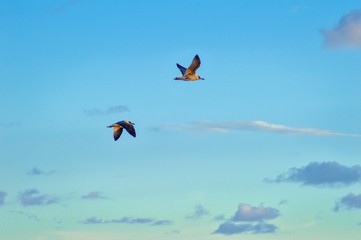 Birds