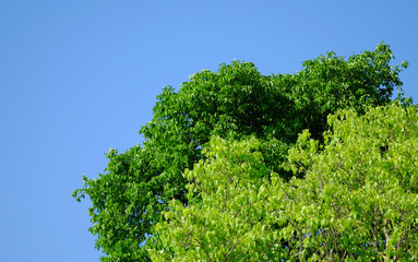 green tree with blue sky background