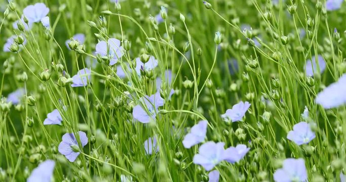 beautiful view of a field of flax in bloom