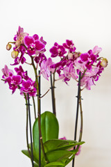Purple orchid in white pot isolated on white background