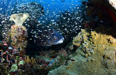 Harlequin Sweetlips fish (Plectorhinchus chaetodonoides). Amazing underwater world - Raja Ampat, Papua Indonesia. Wide angle photography.