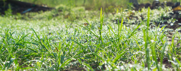 Drops dew on the grass in the morning while the sun rises.