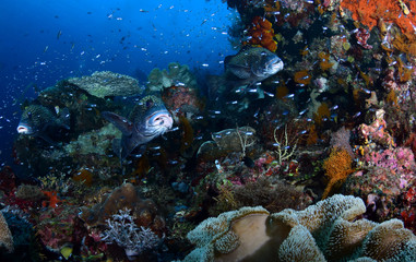Fototapeta na wymiar Harlequin Sweetlips fish (Plectorhinchus chaetodonoides). Amazing underwater world - Raja Ampat, Papua Indonesia. Wide angle photography.