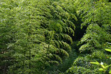 North Korean scenery. Bamboo grove