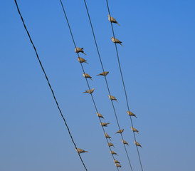 Many birds on the electric wires