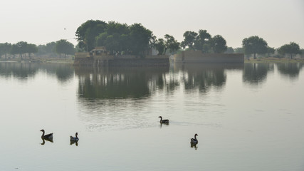 Ducks swimming on the pond