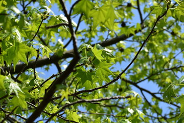 Obraz premium 青空と深呼吸