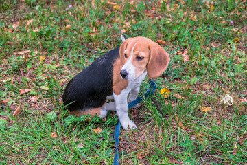 A thoughtful Beagle puppy with a blue leash on a walk in a city park. Portrait of a nice puppy.Eastern Europe.