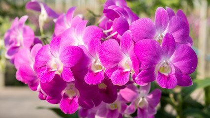 Fototapeta na wymiar Pink orchid close up