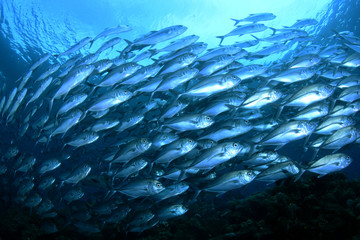 Naklejka na ściany i meble Amazing underwater world - Bigeye Trevally (Caranx sexfasciatus). A big school of fish. Diving, wide angle photography. Raja Ampat, Indonesia.