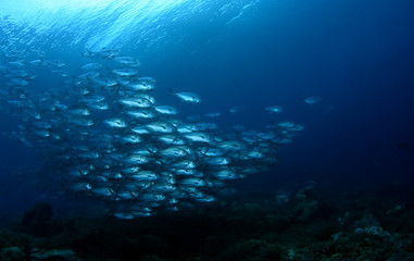 Fototapeta na wymiar Amazing underwater world - Bigeye Trevally (Caranx sexfasciatus). A big school of fish. Diving, wide angle photography. Raja Ampat, Indonesia.