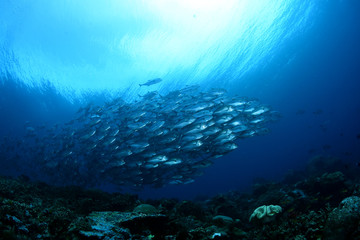 Fototapeta premium Amazing underwater world - Bigeye Trevally (Caranx sexfasciatus). A big school of fish. Diving, wide angle photography. Raja Ampat, Indonesia.
