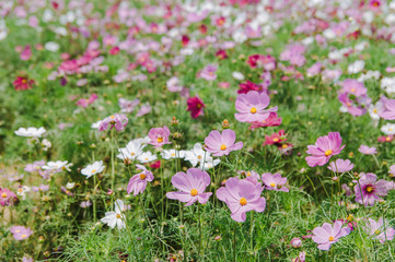 Cosmos bipinnatus - Dwarf sensation blooming in summer