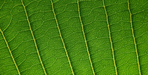 plumeria leaf texture