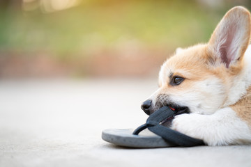 Welsh corgi dog pembroke puppy playing or bite owners shoes or flip flop
