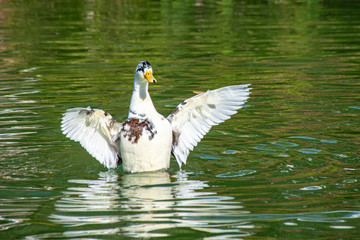 It was this big, large white and green speckled duck with open wings
